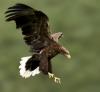 White-tailed Eagle: The Majestic Raptor of Vast Ranges