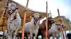 Eidul Azha Cattle Markets: Modernizing Livestock Trade